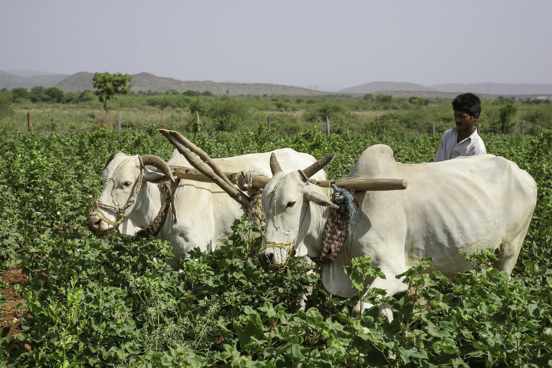 हिमाचल: मॉनसून पूर्व बारिश न होने और गर्मी के कारण किसानों को 207 करोड़ का नुकसान