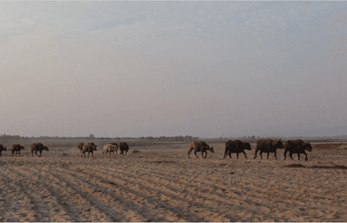 अपने घर में ही दर-बदर हो गए उत्तराखंड के वन गुर्जर