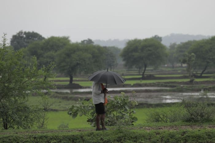 देश के आधे जिलों में बारिश की कमी, खरीफ बुआई सुस्त; धान, तिलहन और दालों का रकबा घटा