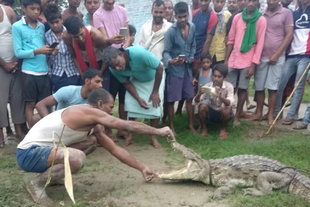 बारिश और बाढ़ की चपेट में बिहार का इकलौता टाइगर रिजर्व
